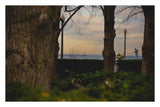 Through the Trees: Lake Michigan at Dusk