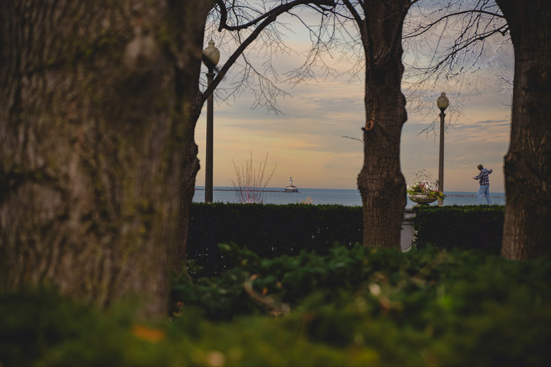 Through the Hedges
