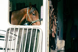 Looking Out — Dust & Glory Series