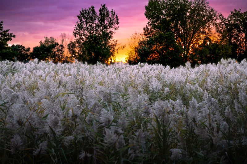 Prairie Fire