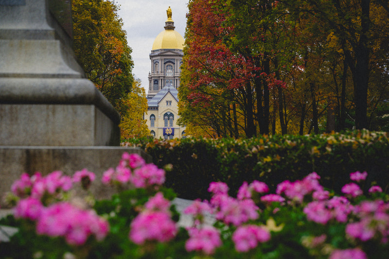 Where Gold Meets Autumn